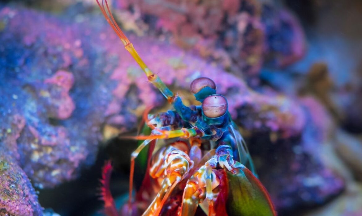 Gamba mantis - Foto propiedad de: William Warvy - Pexels