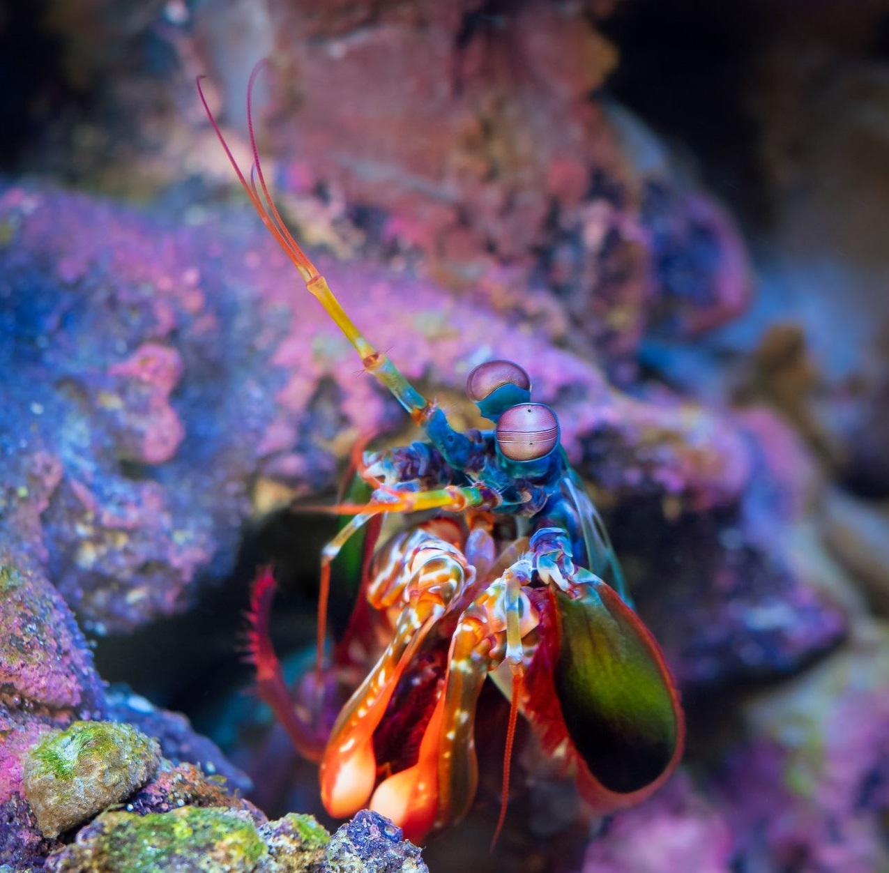 Gamba mantis - Foto propiedad de: William Warvy - Pexels