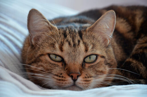Gato - Foto propiedad de: Nika Benedictova - Pexels