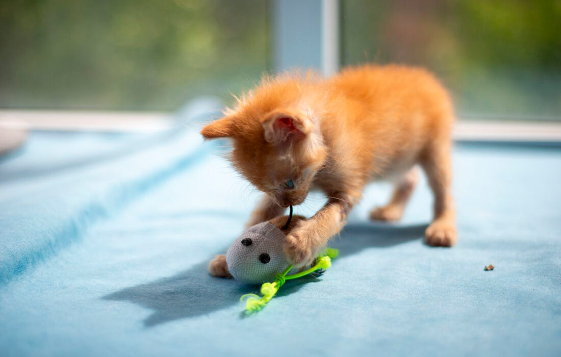 gato-con-raton-1