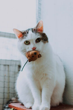 Gato con ratón - Foto propiedad de: Lil Artsy - Pexels