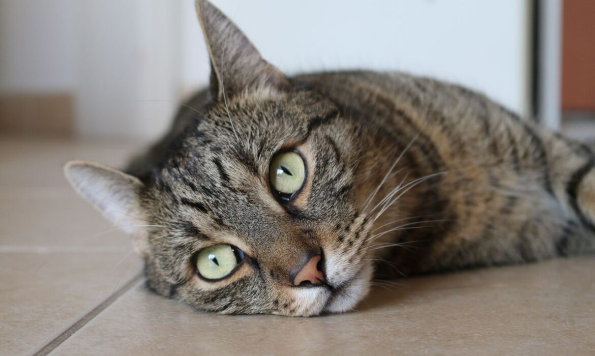 Gato en veterinario - Foto propiedad de: Vilmos Vagyoczki - Pexels