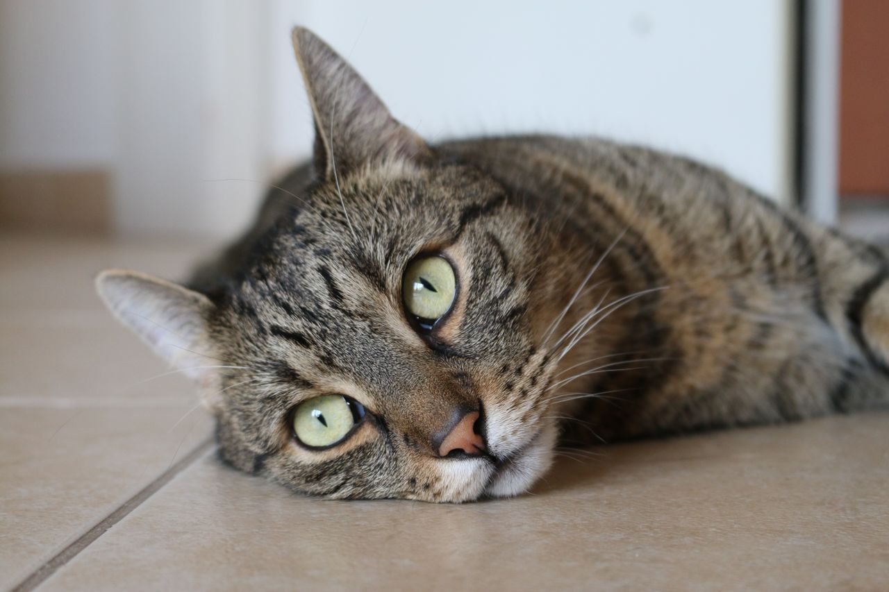 Gato en veterinario - Foto propiedad de: Vilmos Vagyoczki - Pexels
