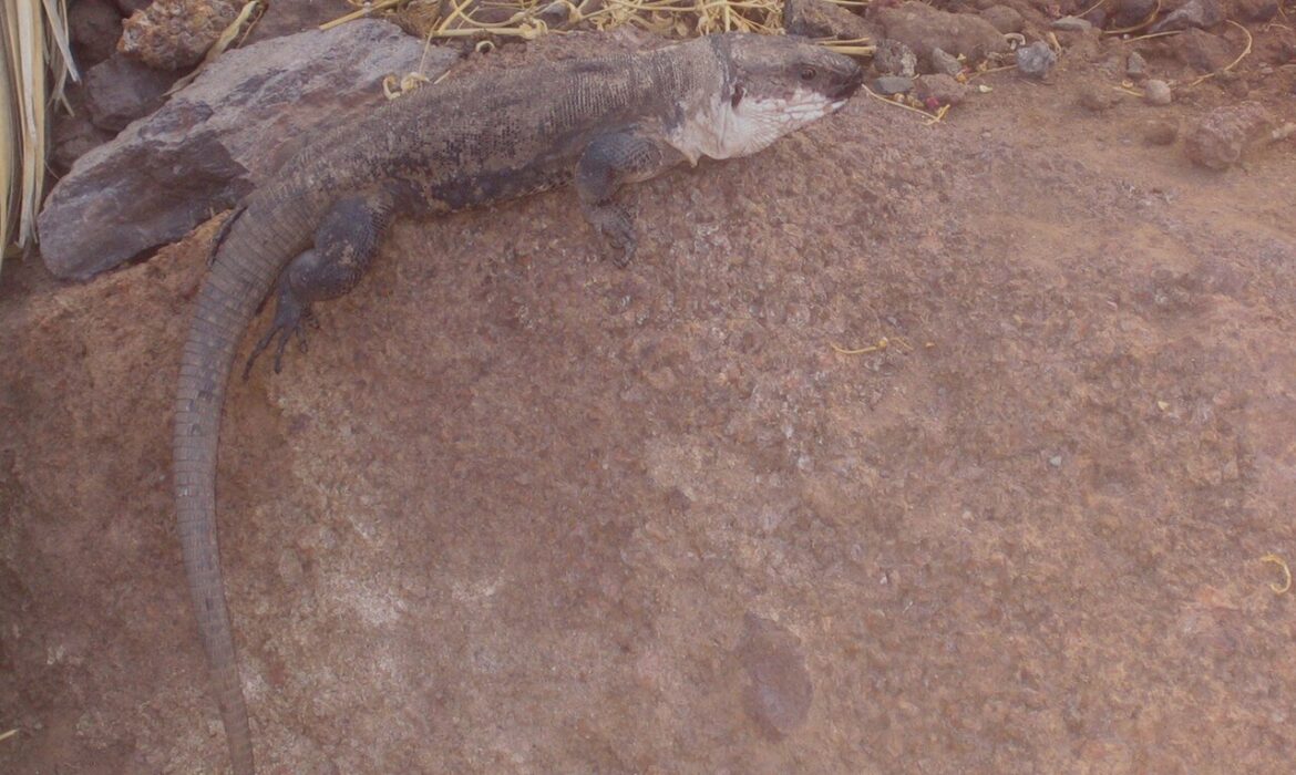 lagarto-de-la-Gomra-1
