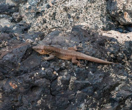 Lagarto de la Gomera - Foto propiedad: Canary Vista ES - Pexels
