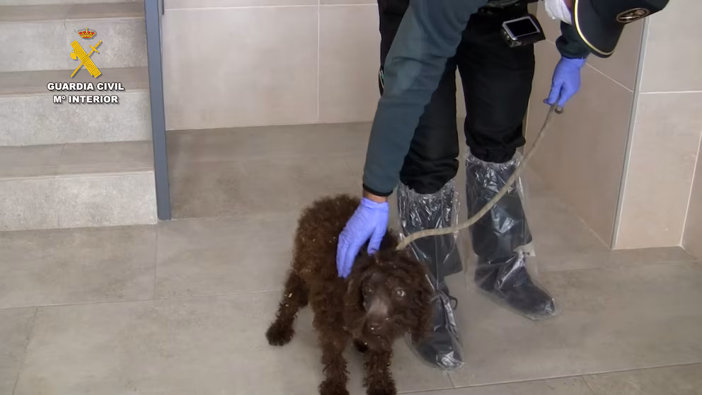 Perro-rescatado-Guarida-Civil