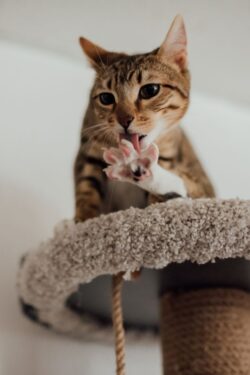 Uñas gatos - Foto propiedad de: Arina Krasnikova - Pexels